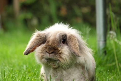Blog Flop