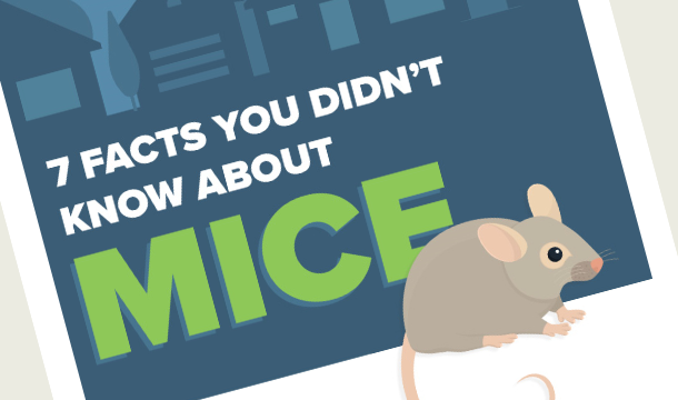 Custom Graphic Helps Cypress Creek Sell Rodent Control Services
